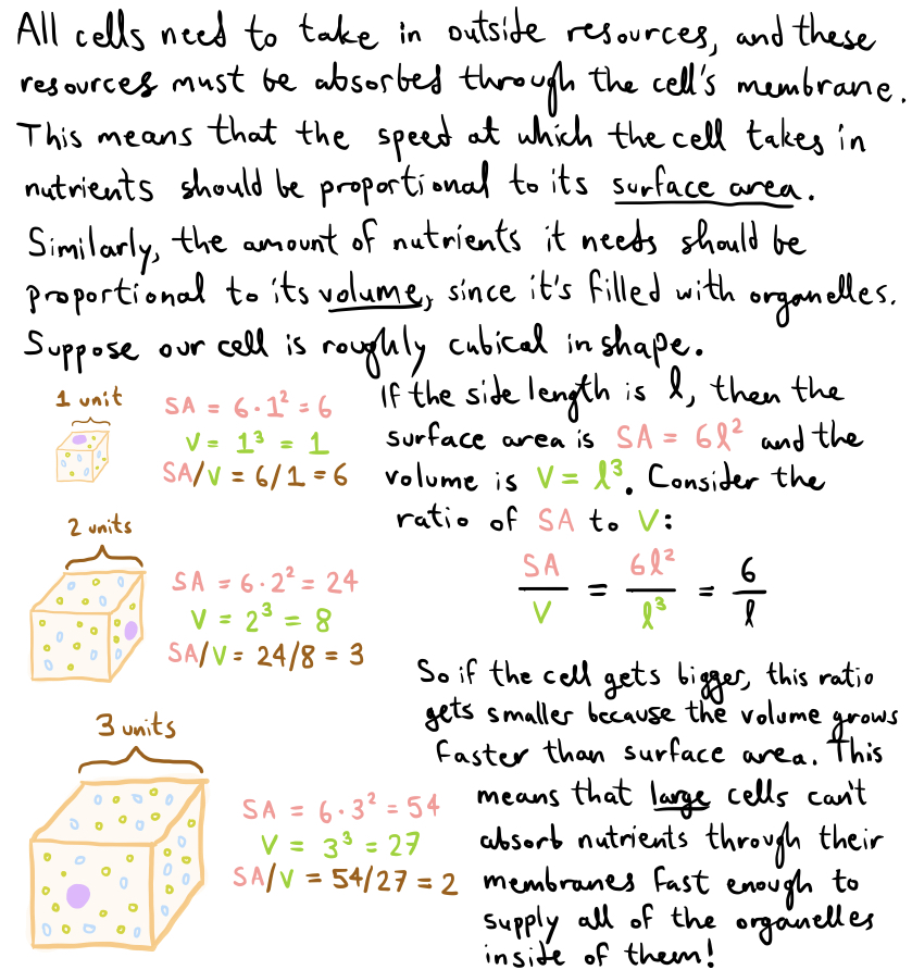 Fig4